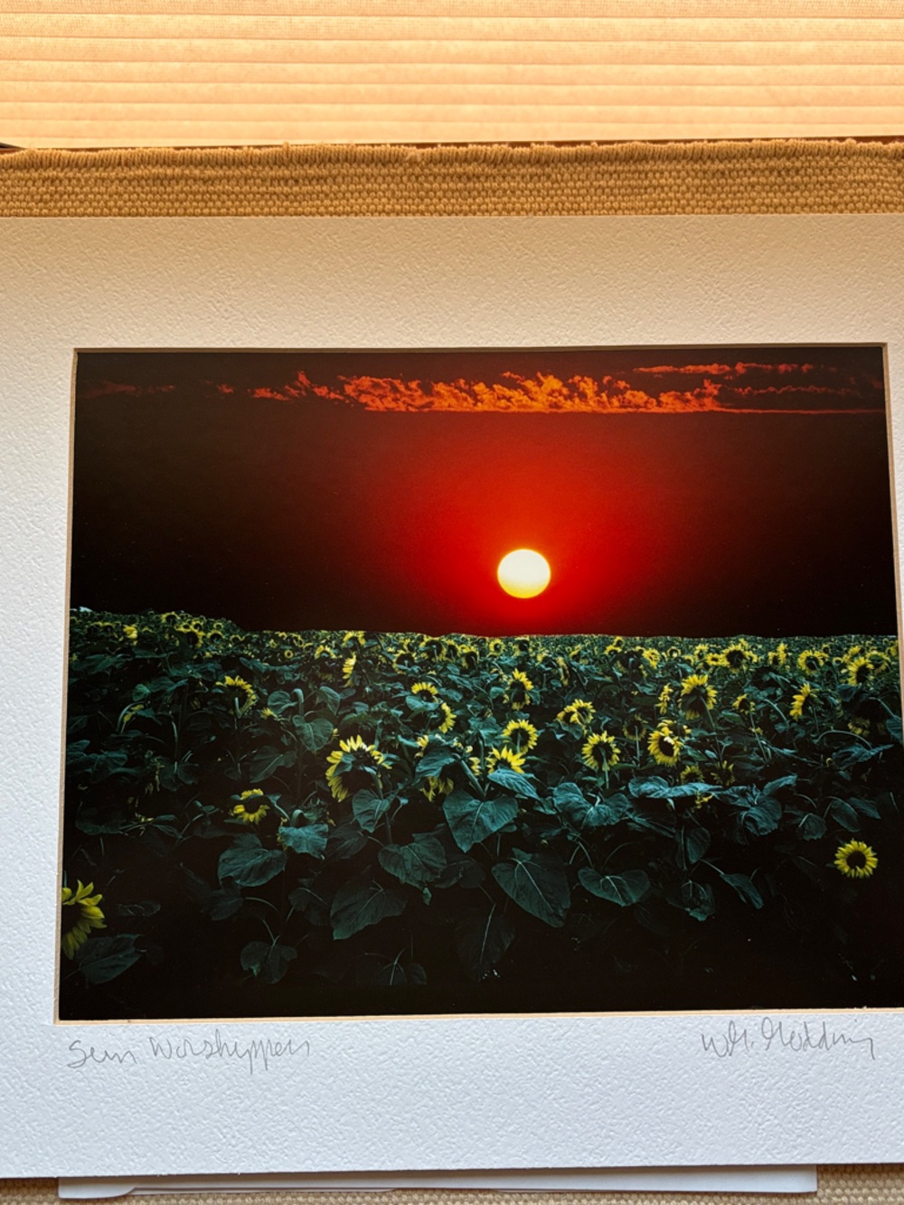 Sunflower Sunset Photography Print